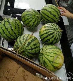 学校吃瓜爆料,揭秘校园吃瓜爆料背后的真相